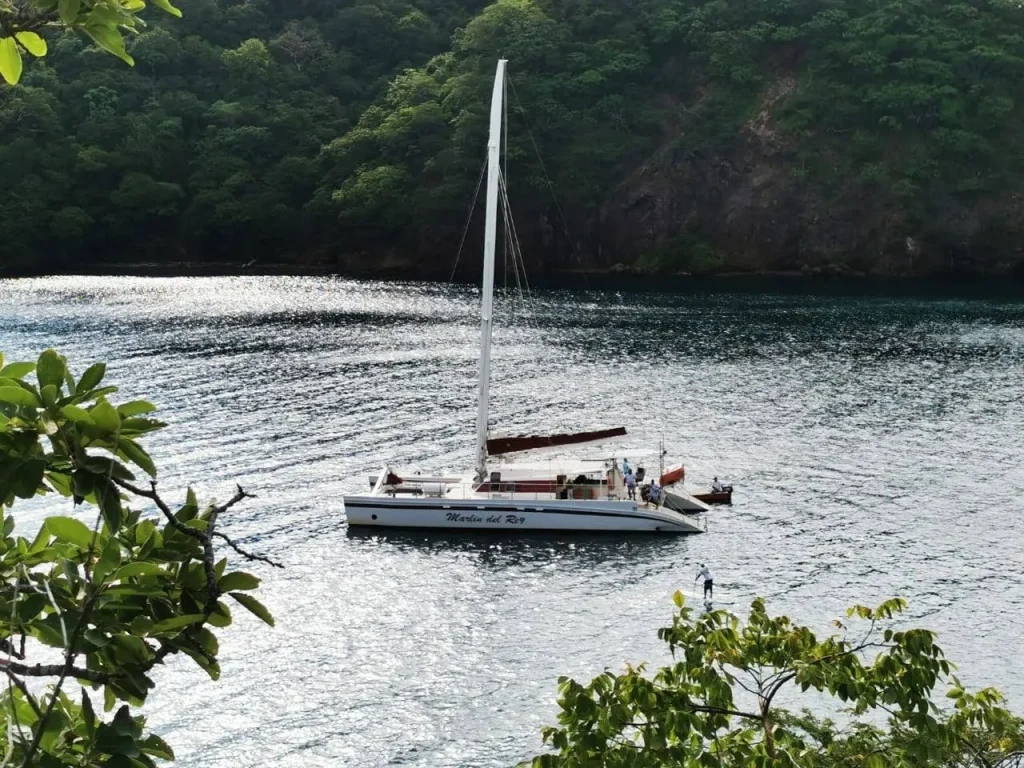 A catamaran sails in the bay near a lush forested area
