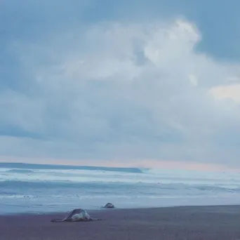 Turtles in Costa Rica