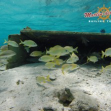 Marine life in Costa Rica